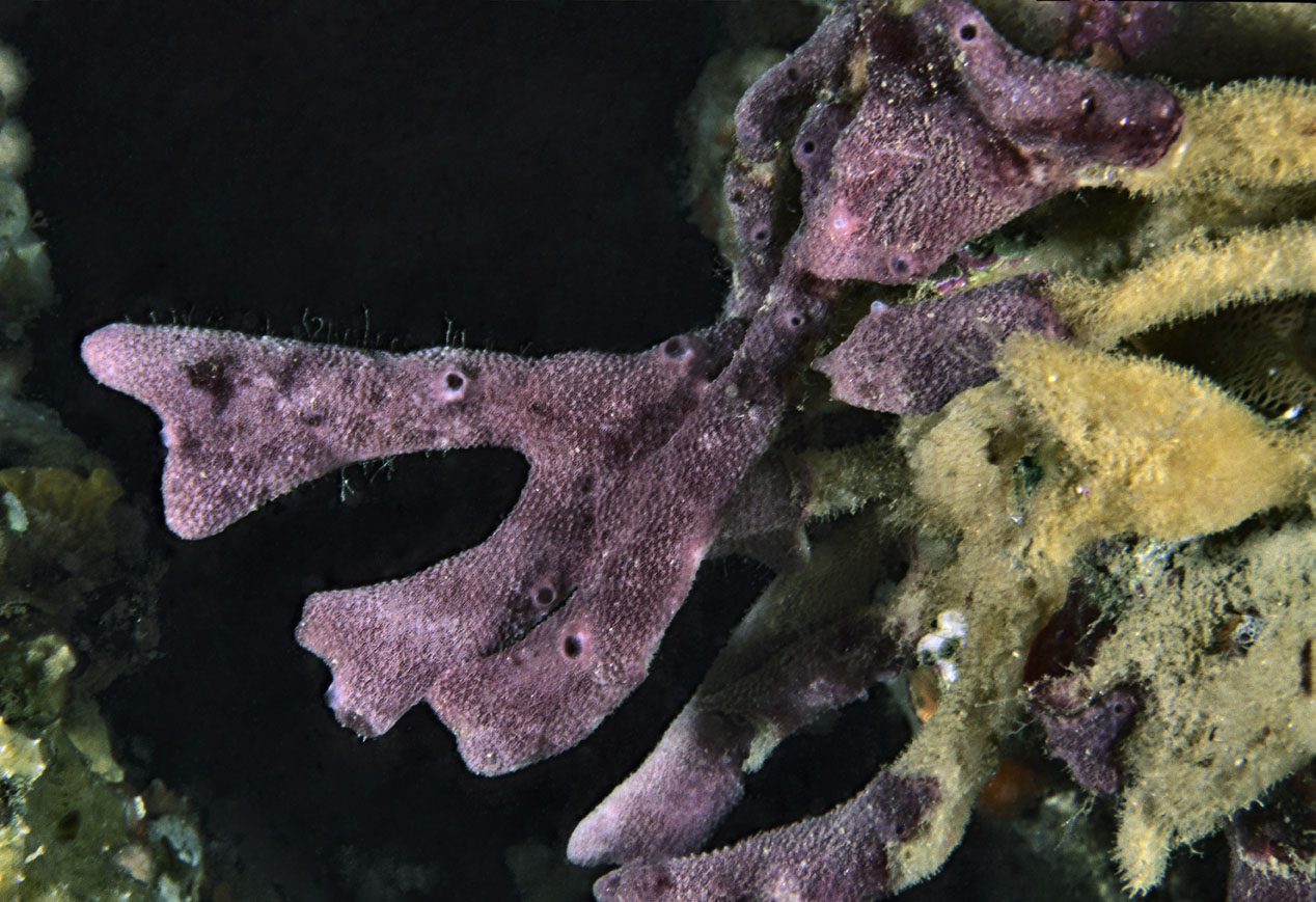 Ircinia variabilis morente